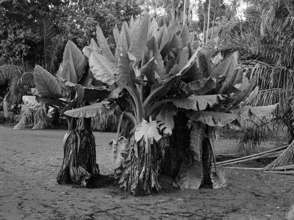 Alocasia macrorrhizos