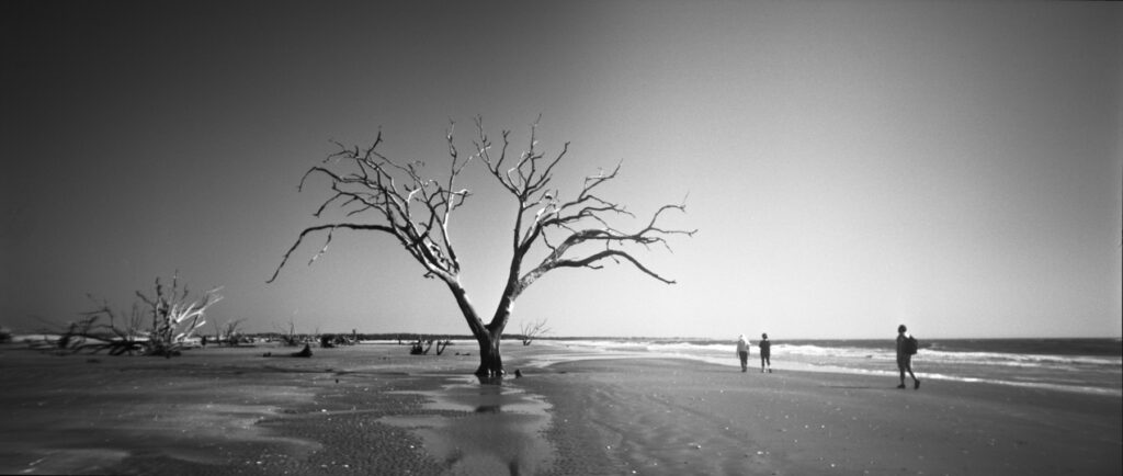 Beach Skeletons - SC