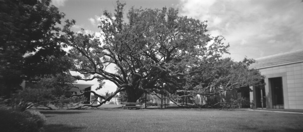 Oak tree - Houston
