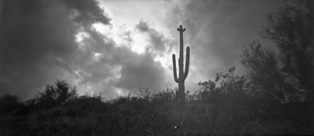 Saguaro cactus - AZ