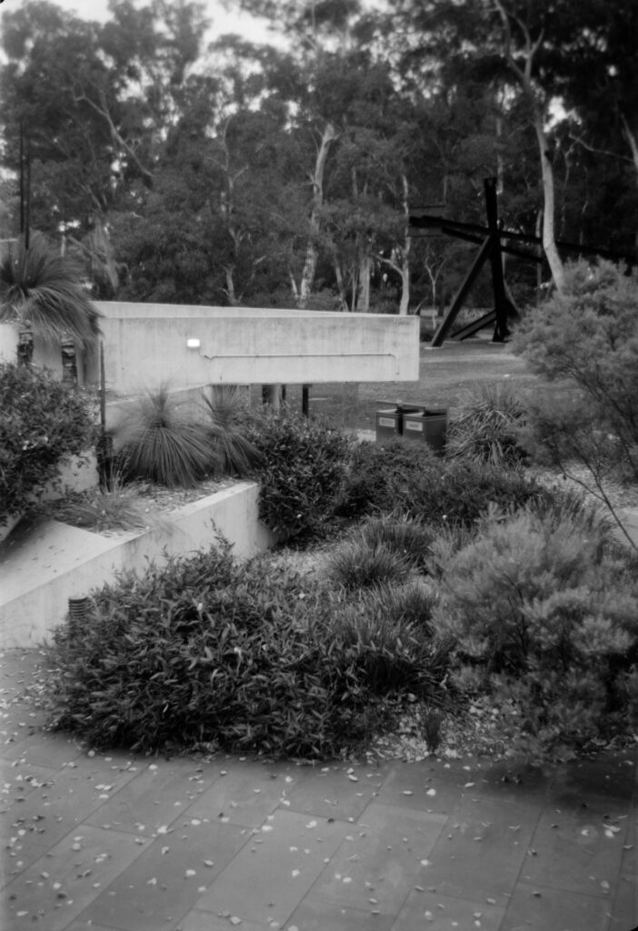 Black and white photo of a garden with low bushes and shrubs next to a concrete building, taken from above, looking down at an angle. There are larger trees in the background.