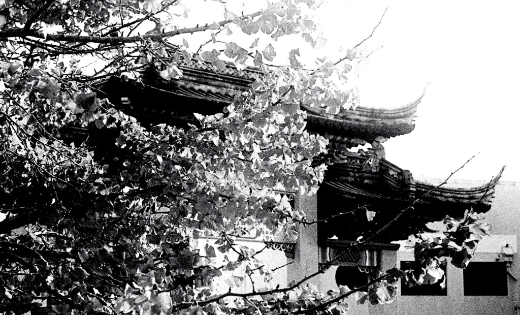 Probably this would be best shot in colour, but the negative allowed me to emphasise the autumnal leaves on the tree and the branches echoing the roof shapes plus giving a little depth.
