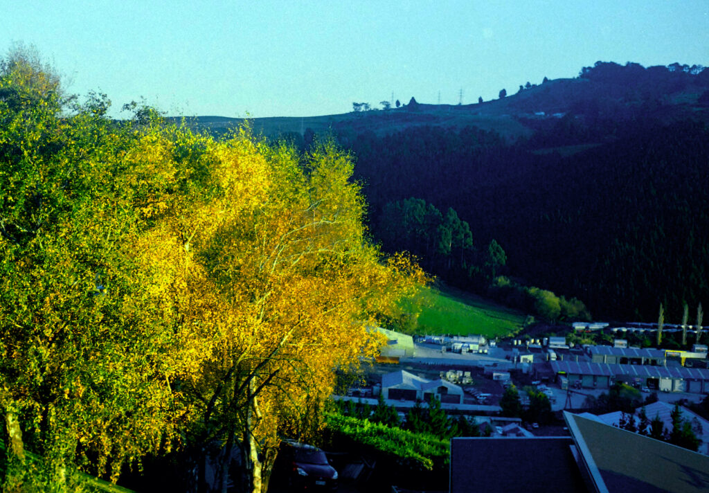 First signs of autumn. Few deciduous trees are native to NZ so autumn colour is limited.