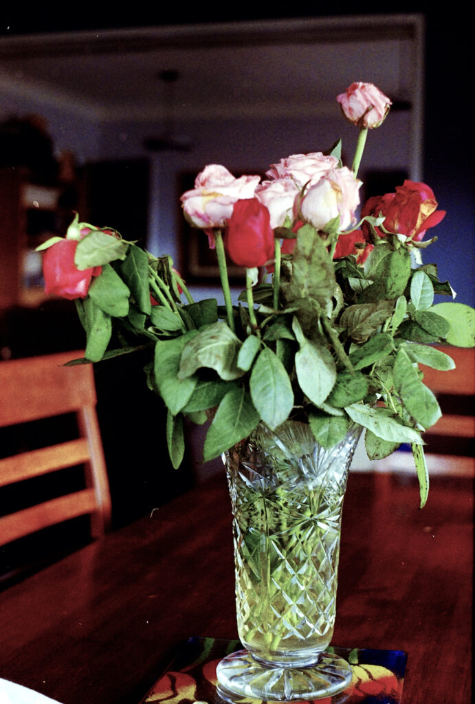 Roses rather past their best.