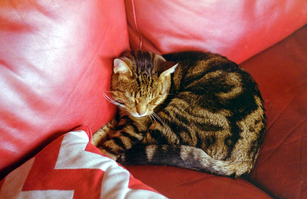 One contented cat.
