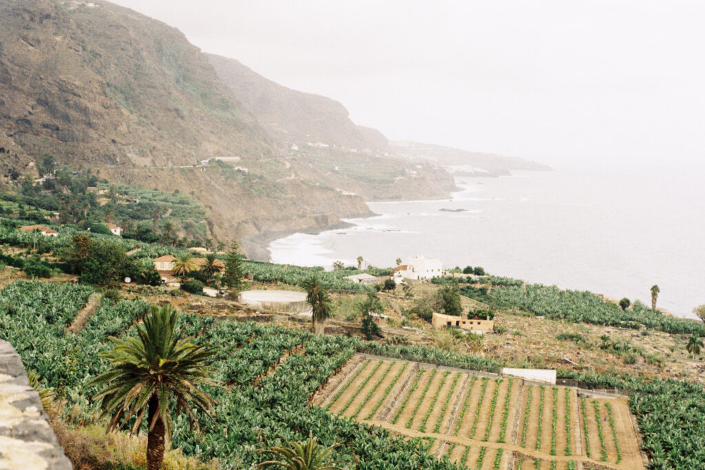 Banana plantages on Tenerife.