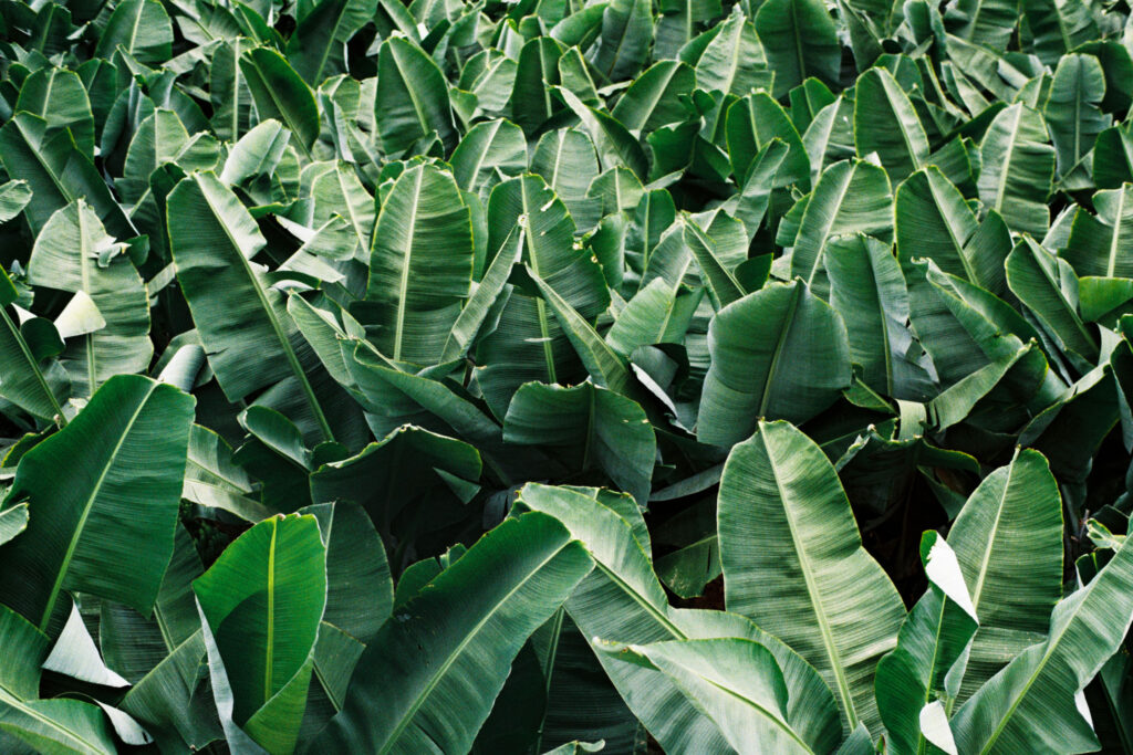 Banana plantages.