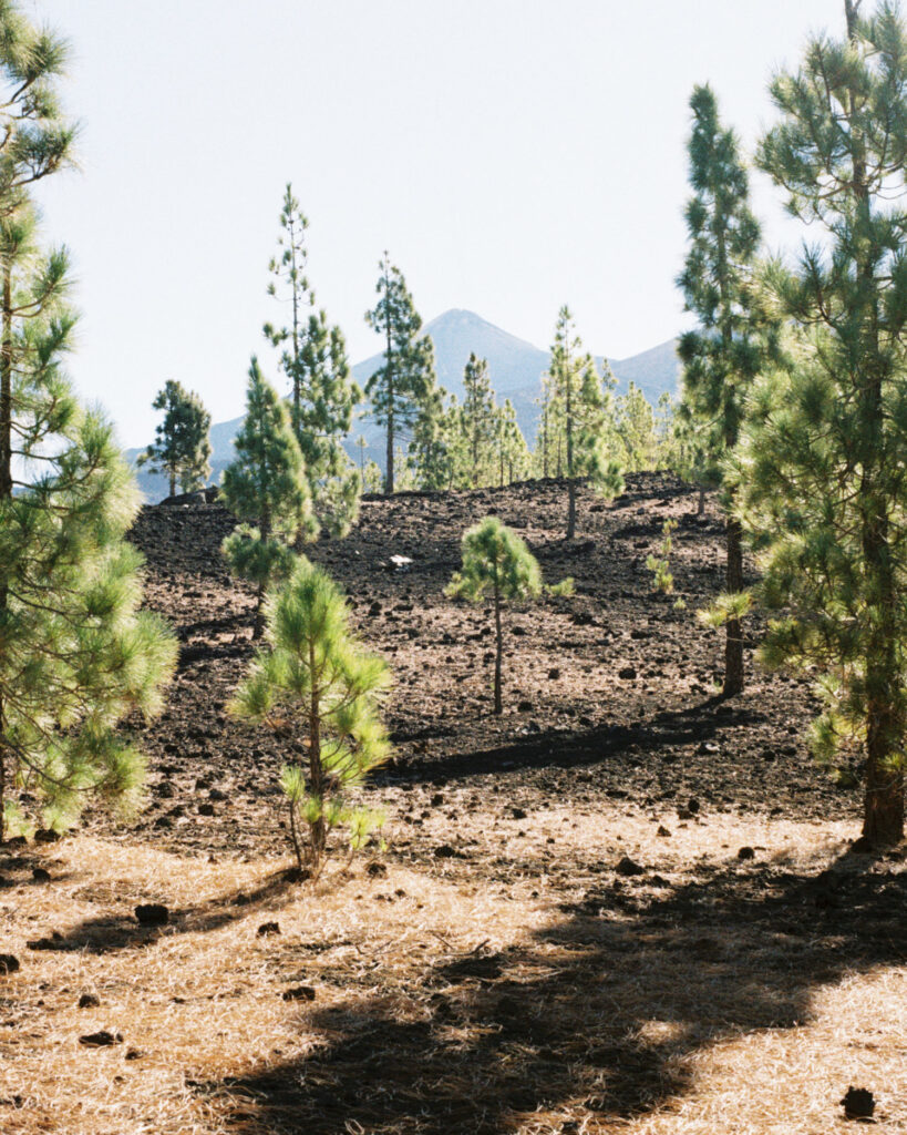 Mt. Teide hike