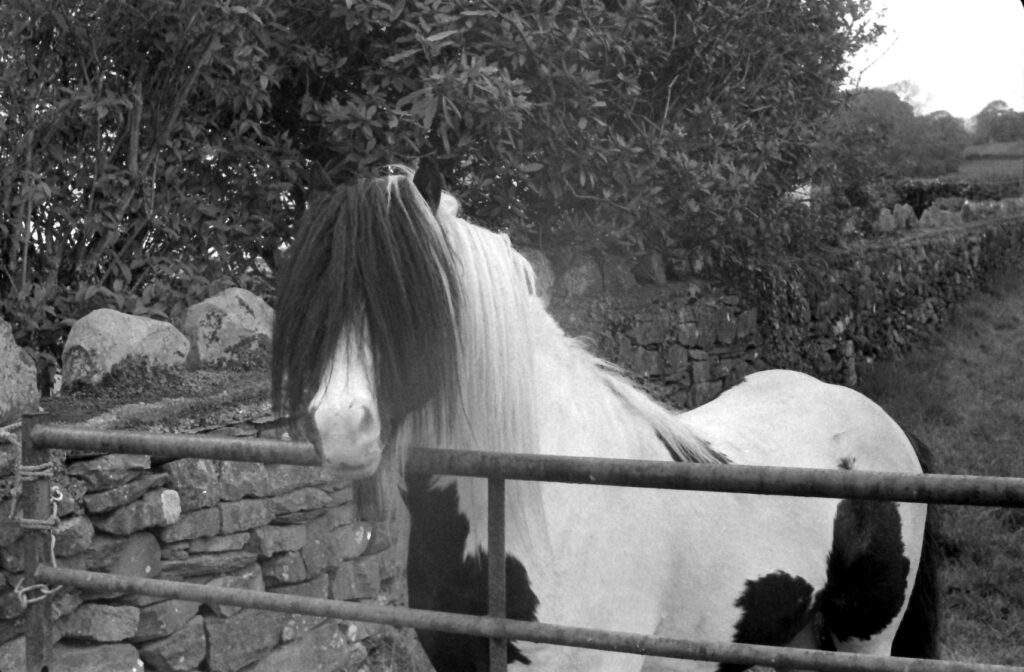 A pie-bald horse looking over a 5-bar gate