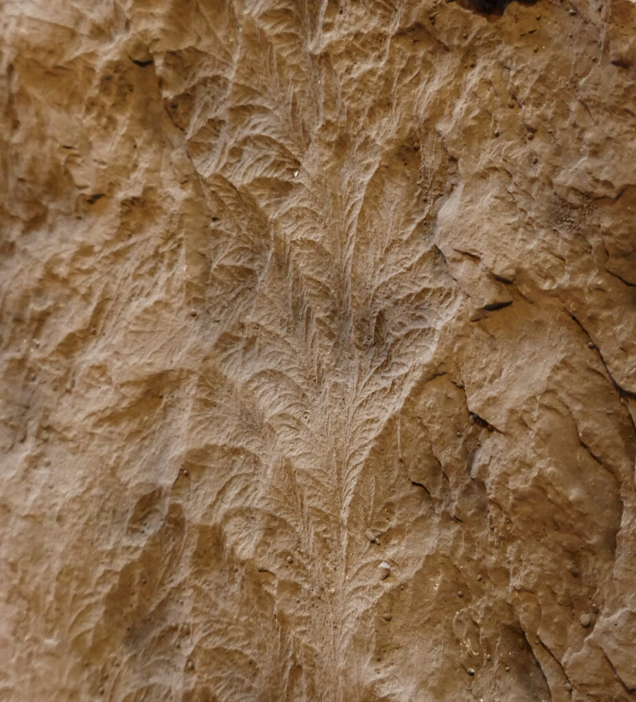 Plantimal fossil 2