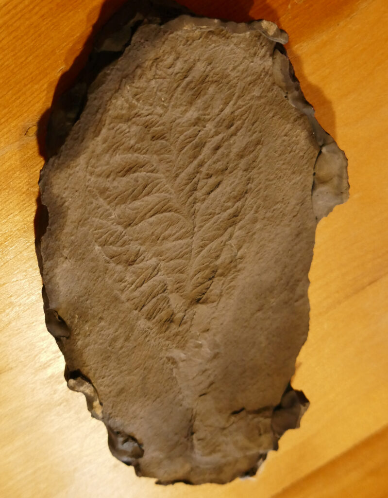 Plantimal fossil 1