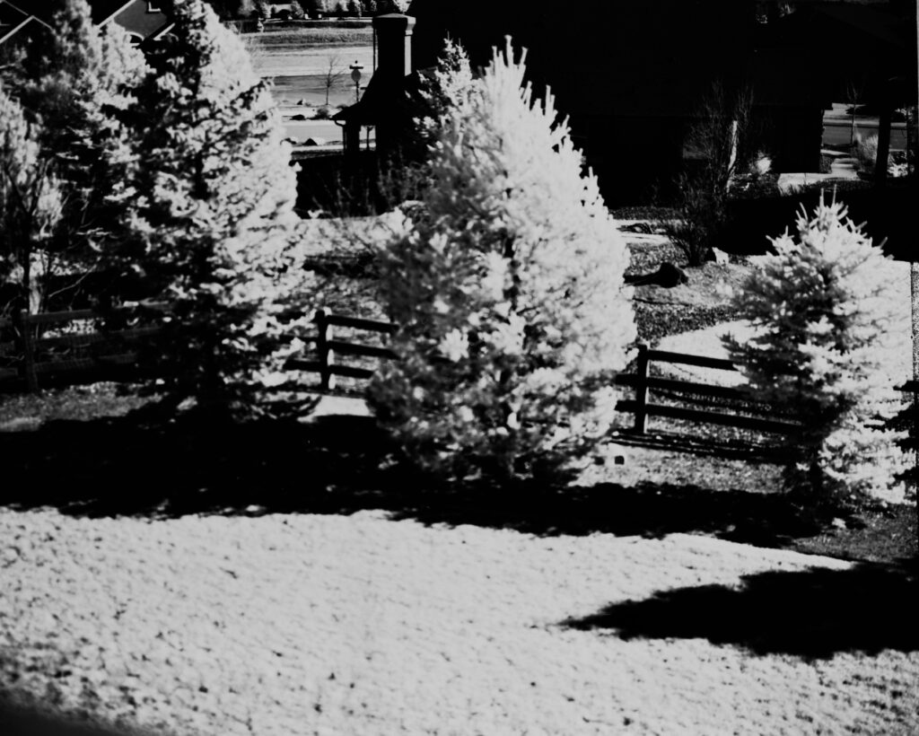 Trees and grass in my backyard displaying Wood Effect, taken on Hi-Con IR