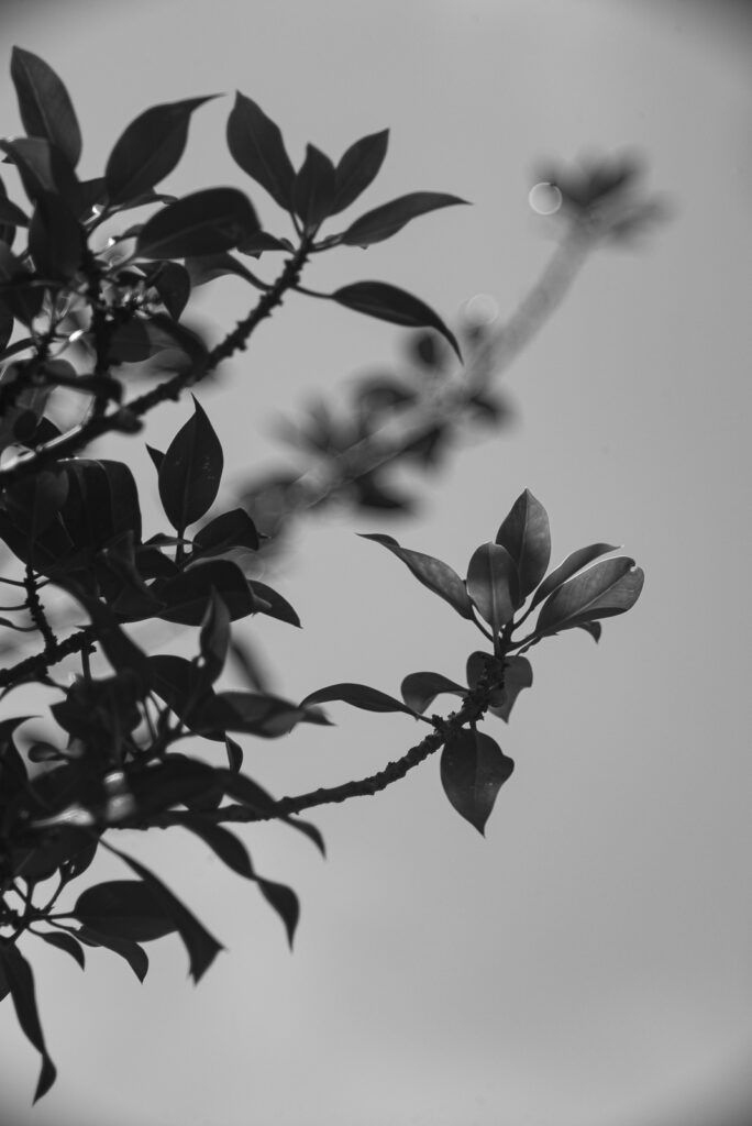 Boyer Saphir 135mm f/4.5