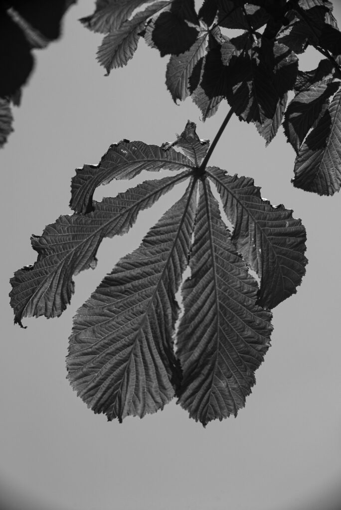 Boyer Saphir 135mm f/4.5