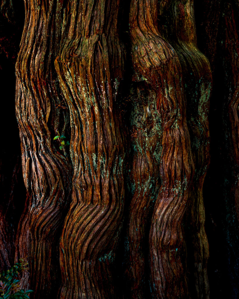 Rockaway Cedar | Mamiya 7ii | 65mm f/4 | Ektachrome E100 + Tiffen 812 Filter