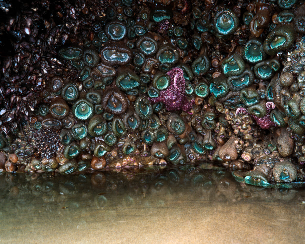 Anemones and Seastars | Mamiya 7ii | 65mm f/4 | Ektachrome E100 + Tiffen 812 Filter