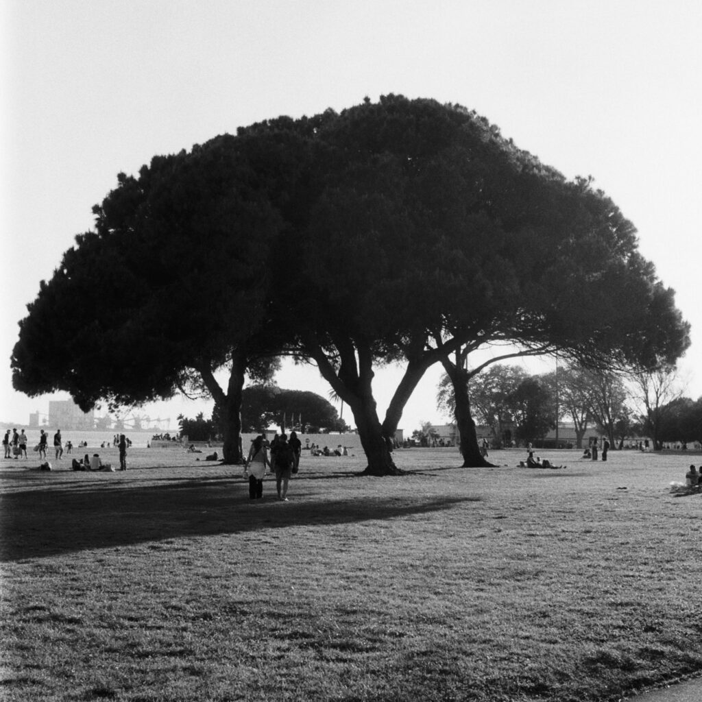 B&W image of a tree.