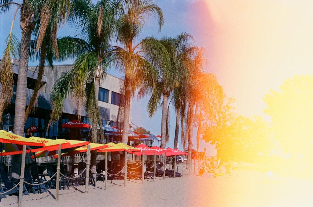 Palm trees, in Ontario.