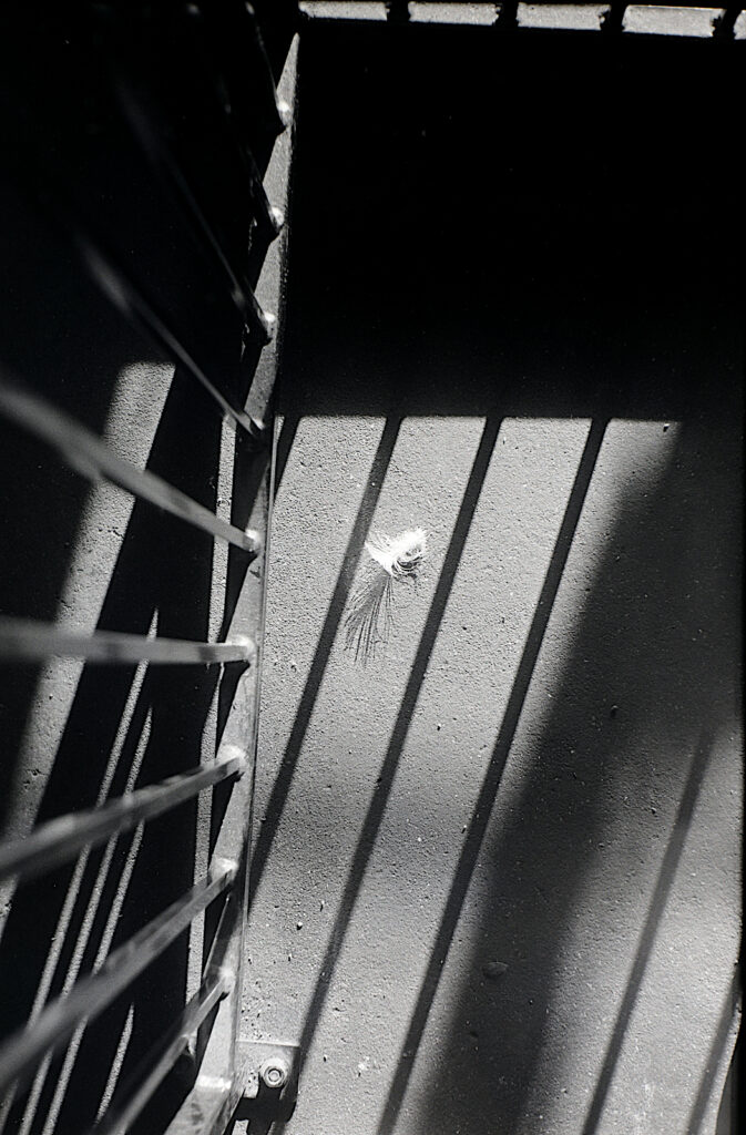 A delicate but incongruous find contrasting with everything else surrounding it.