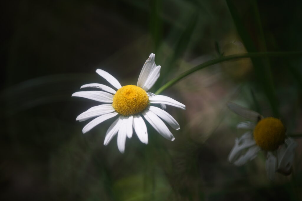 Tamron 500 SP