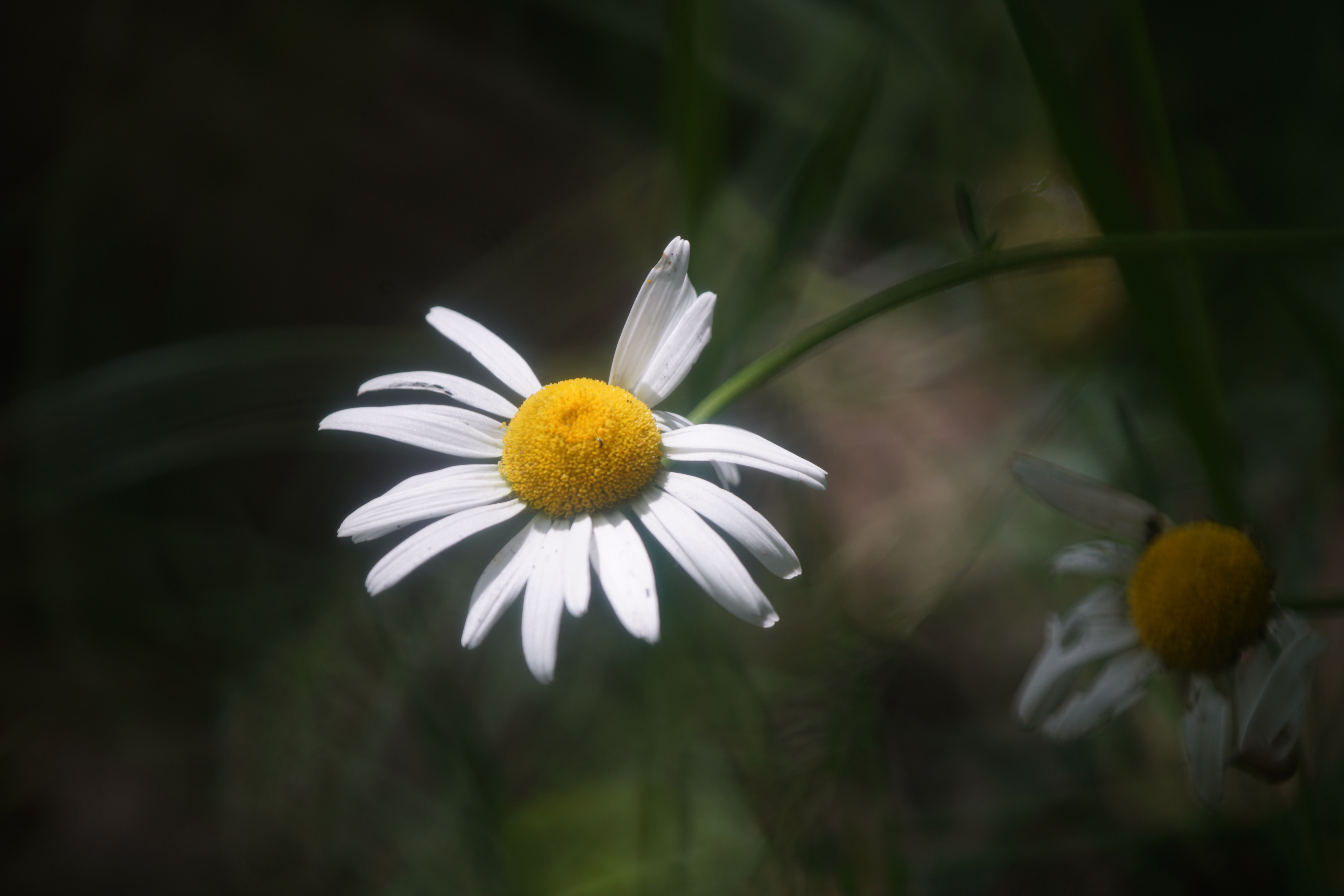 Tamron 500 SP
