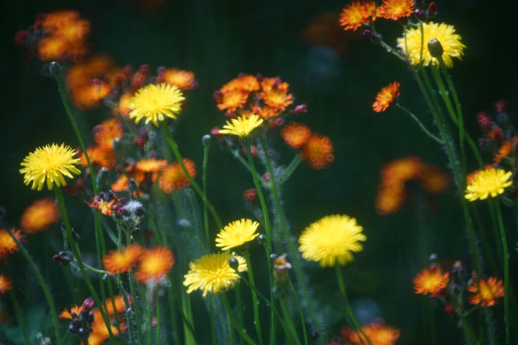 Tamron 500 SP
