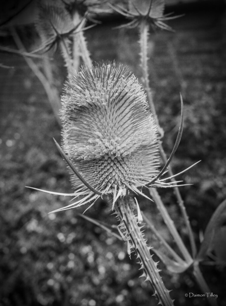 Common Teasel