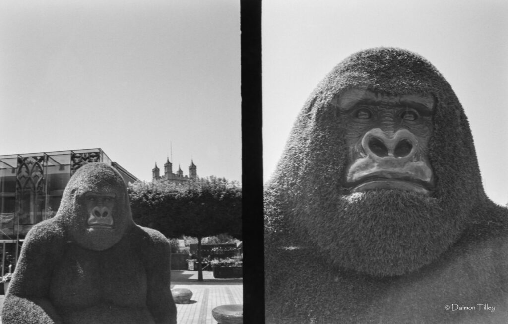 Gorilla
