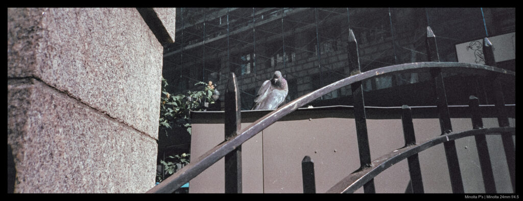 A photo taken near minimum focus distance with the Minolta P's illustrating the lack of subject isolation at close range