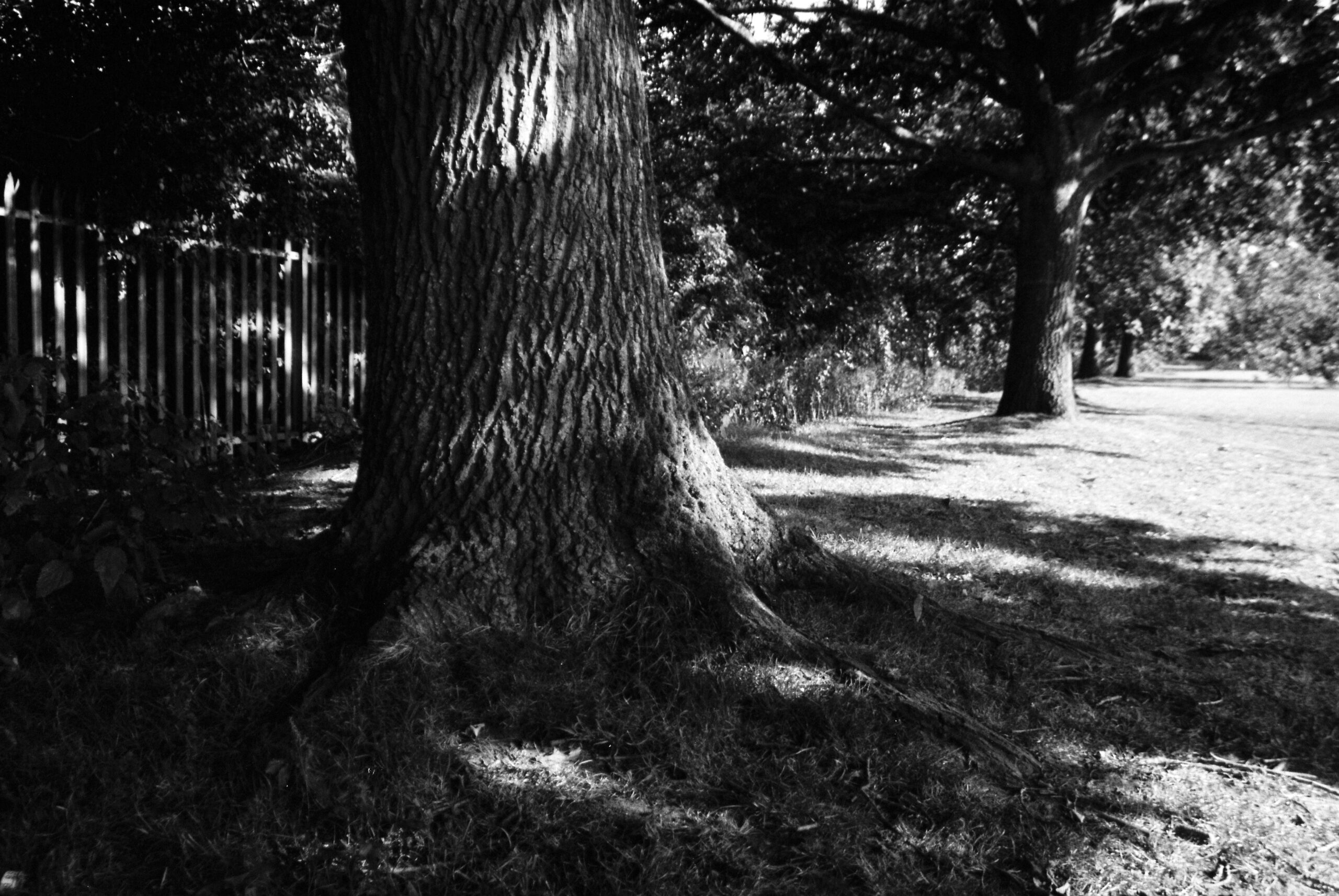 A black and white photography show a row of trees and deep shade