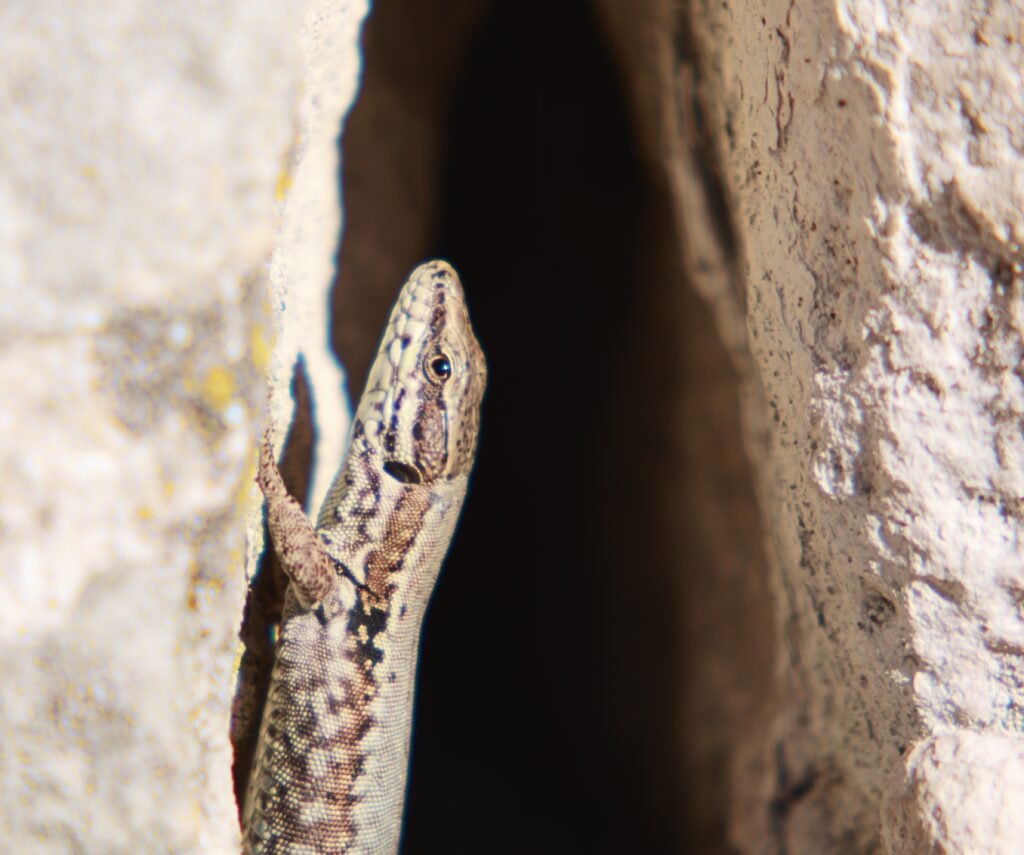 A sand lizard vertical on a rockface