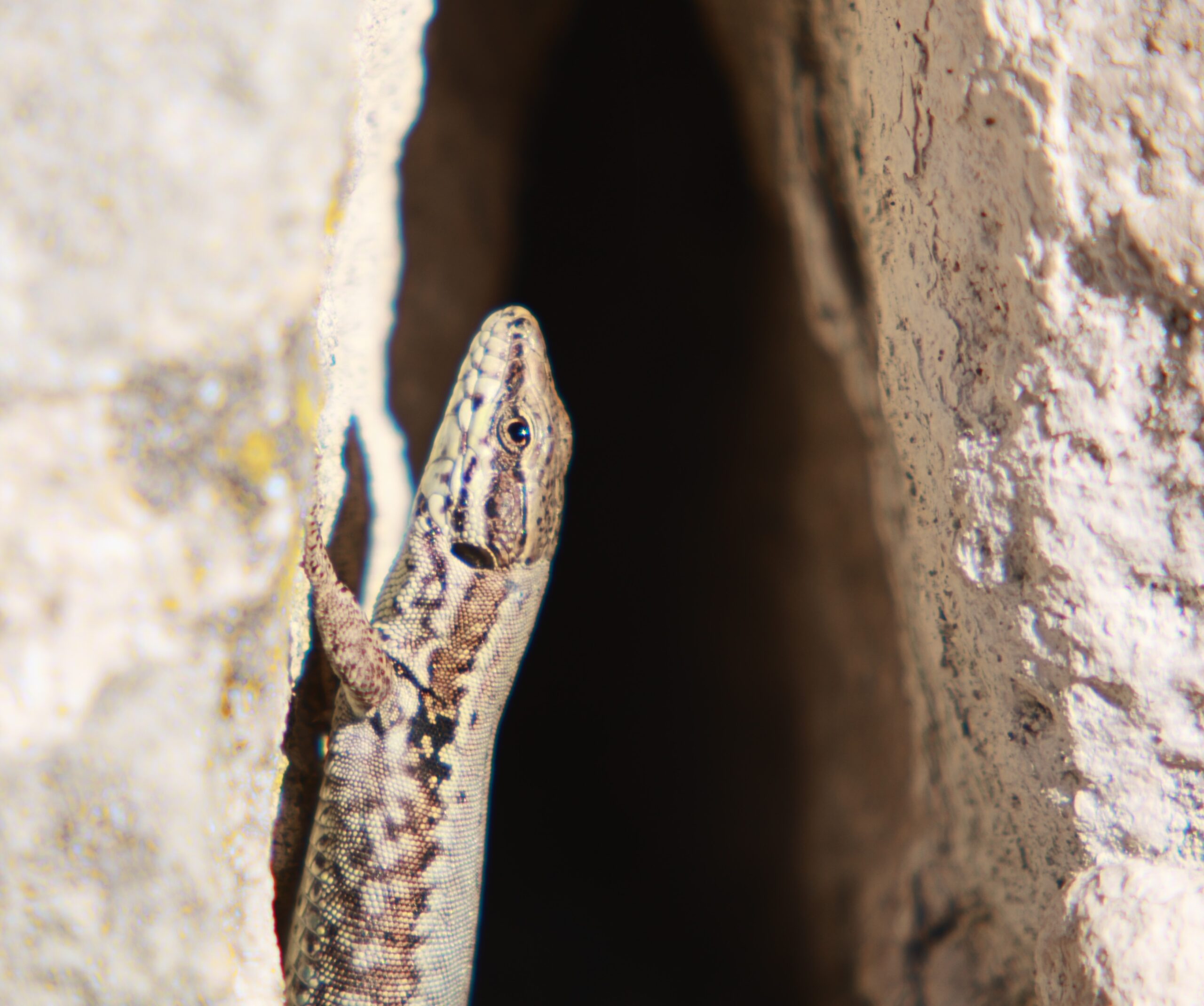 A sand lizard vertical on a rockface