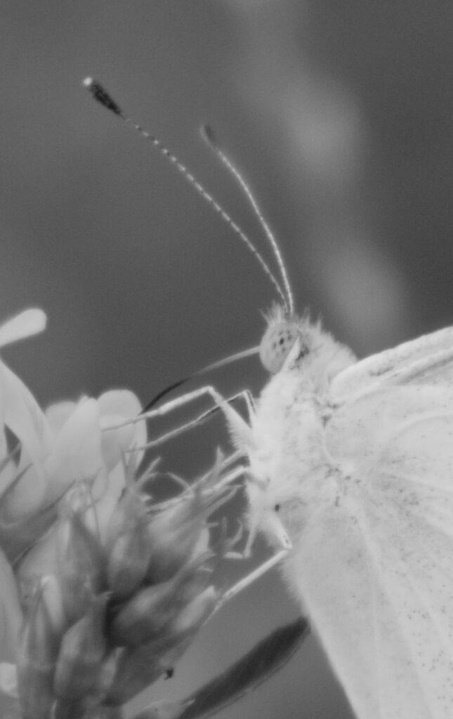 Butterfly drinking nectar