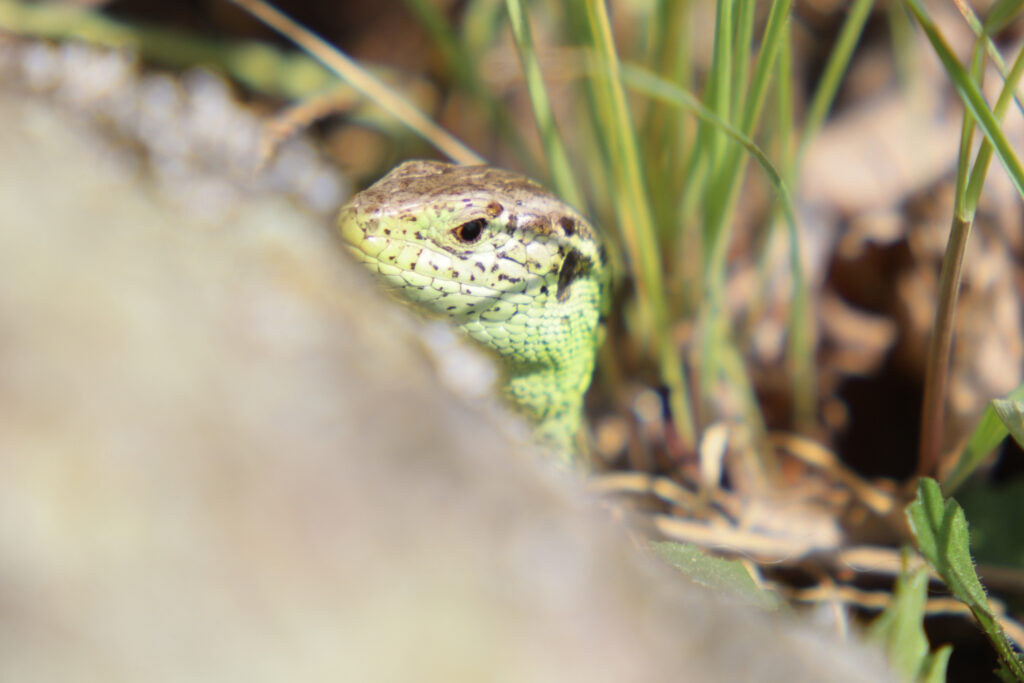 A sand lizard peeking out from it's hide