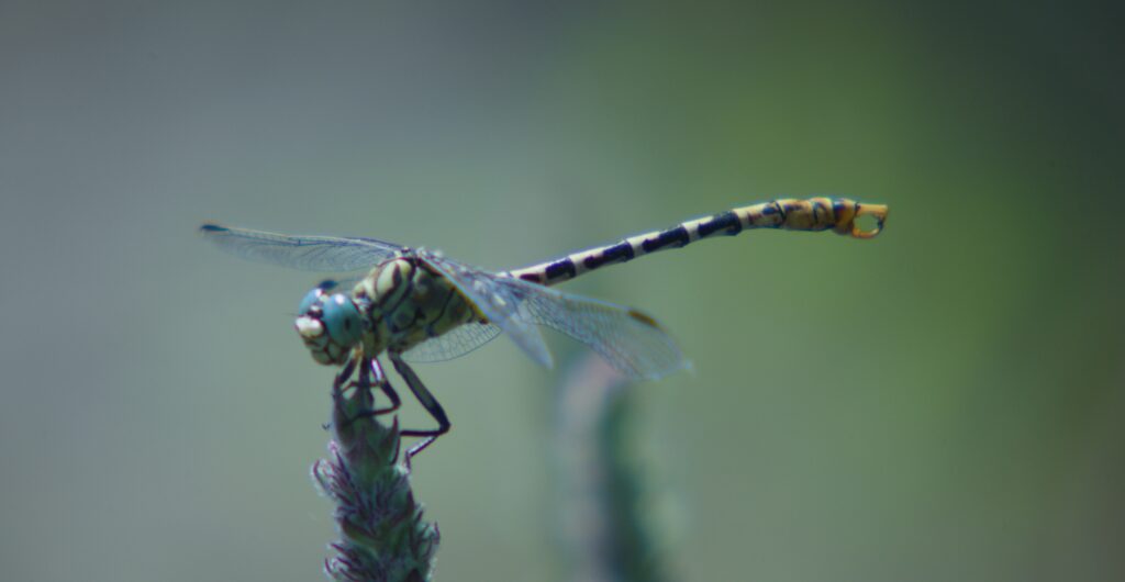 A dragonfly on plant