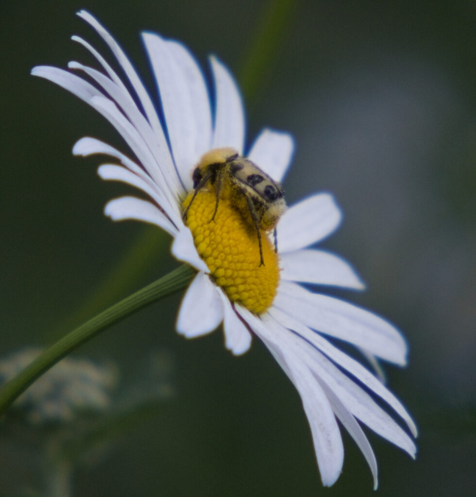 A Eurasian bee beetle on a flower