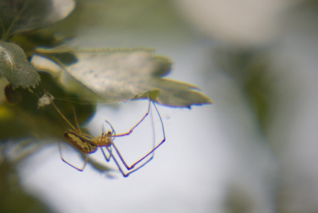 A spider under a leaf