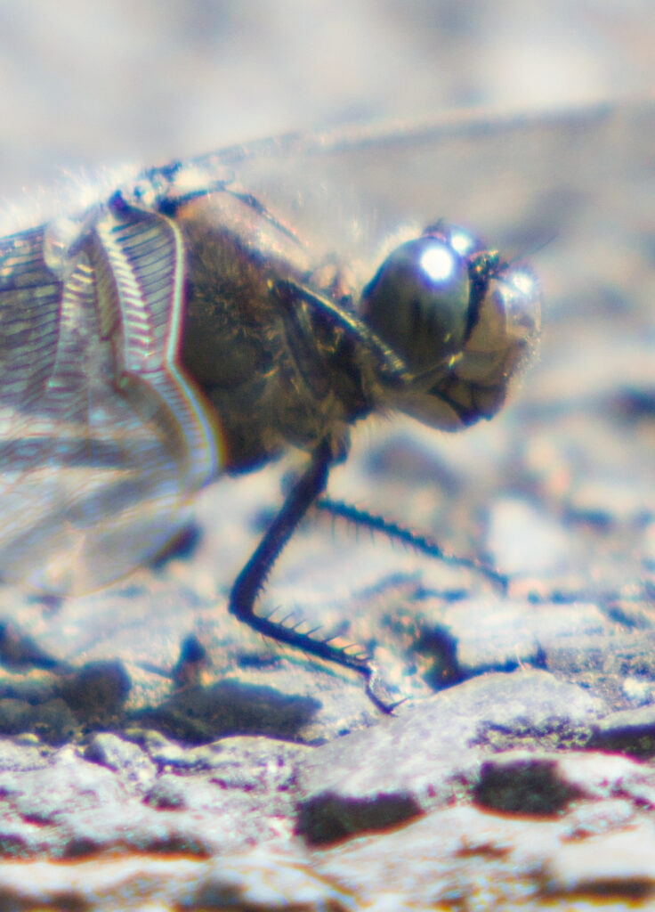 A dragonfly on asphalt