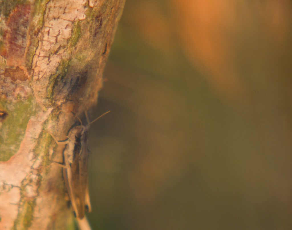 A grasshopper on a log