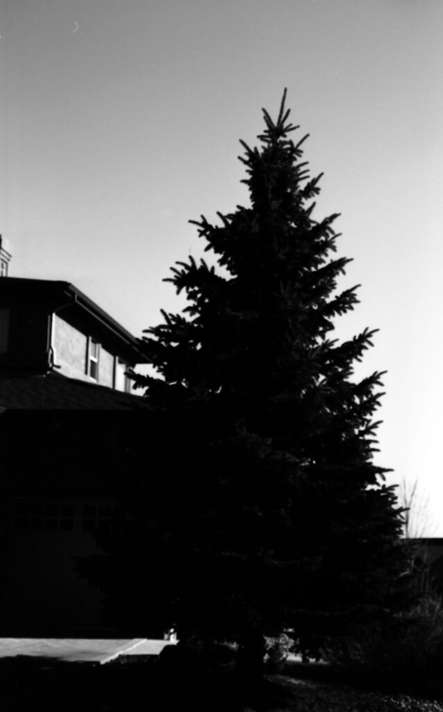 Extremely contrasty photo of a pine tree taken with TF-12d.
