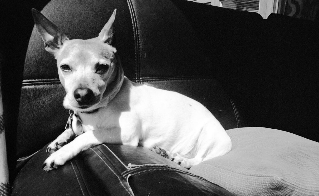 Photo of my dog on TF-12d in HC-110 F, slightly less contrasty.