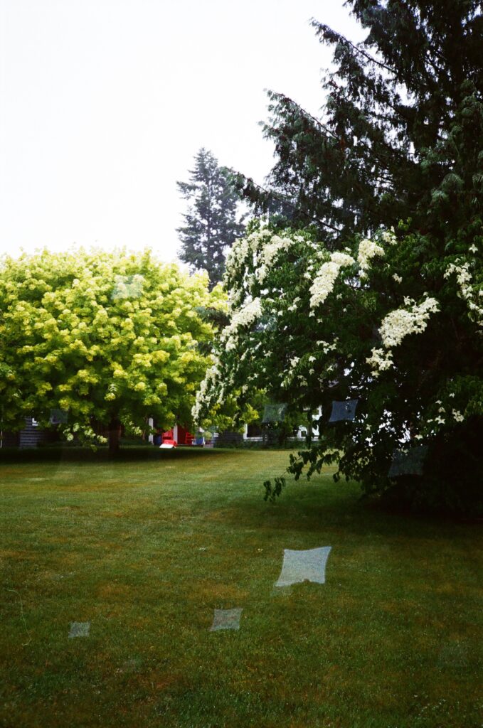 rain in the backyard