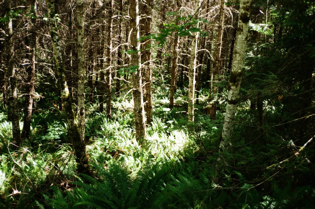 forest