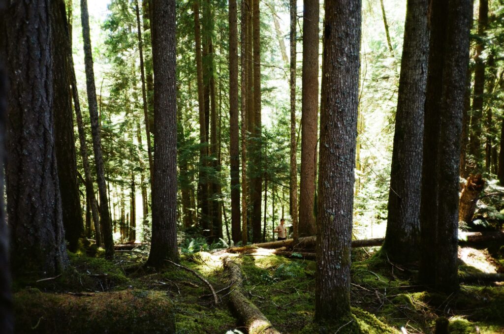 forest