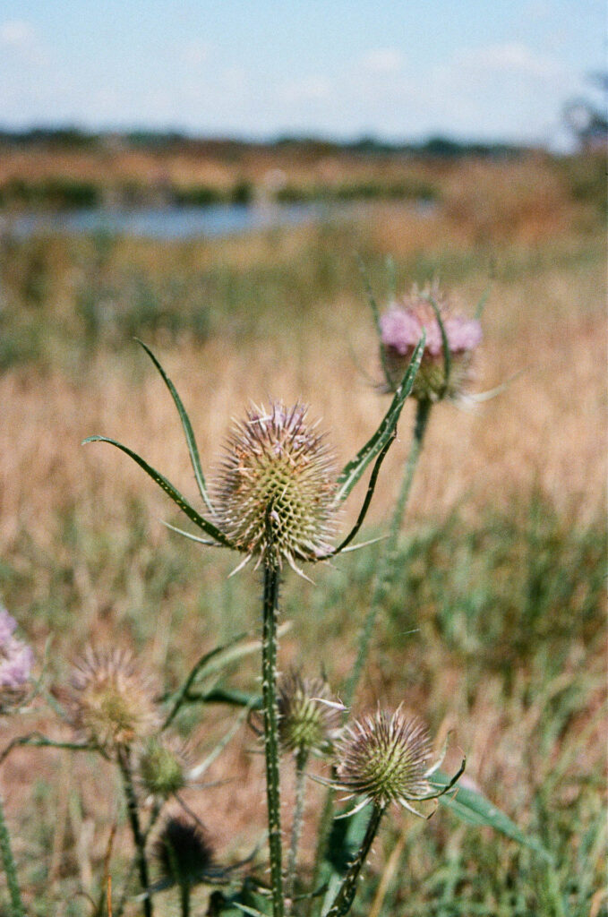 Thistle with out of focus riverbank in the background