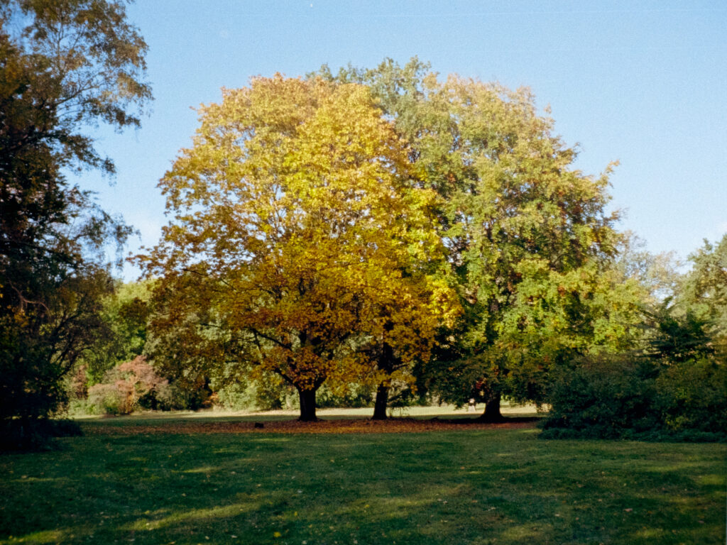 Trees inside a park in autumn