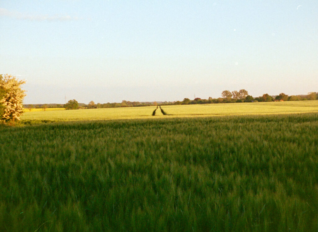 Wheat fields and blue sky