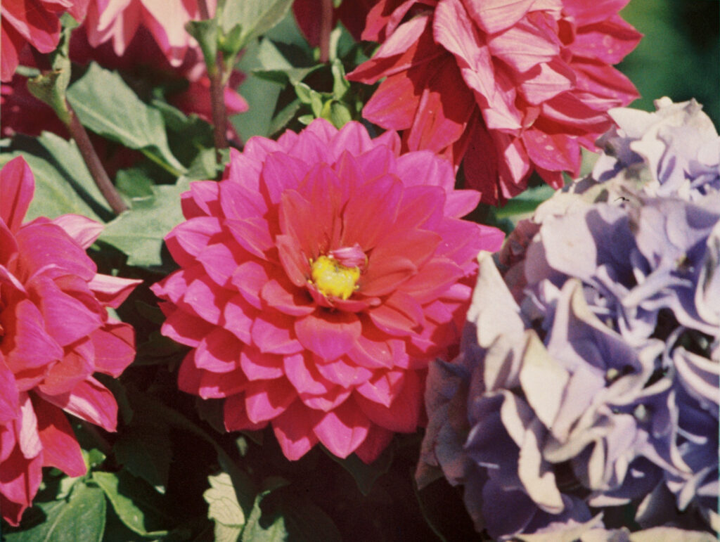 Pink flower on flowerbed