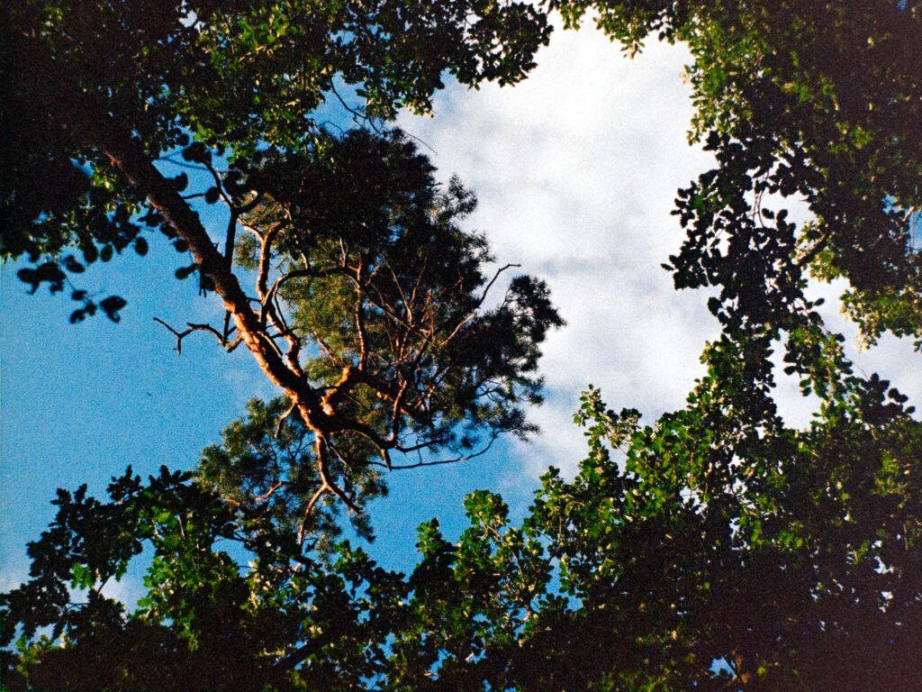 Trees and sky