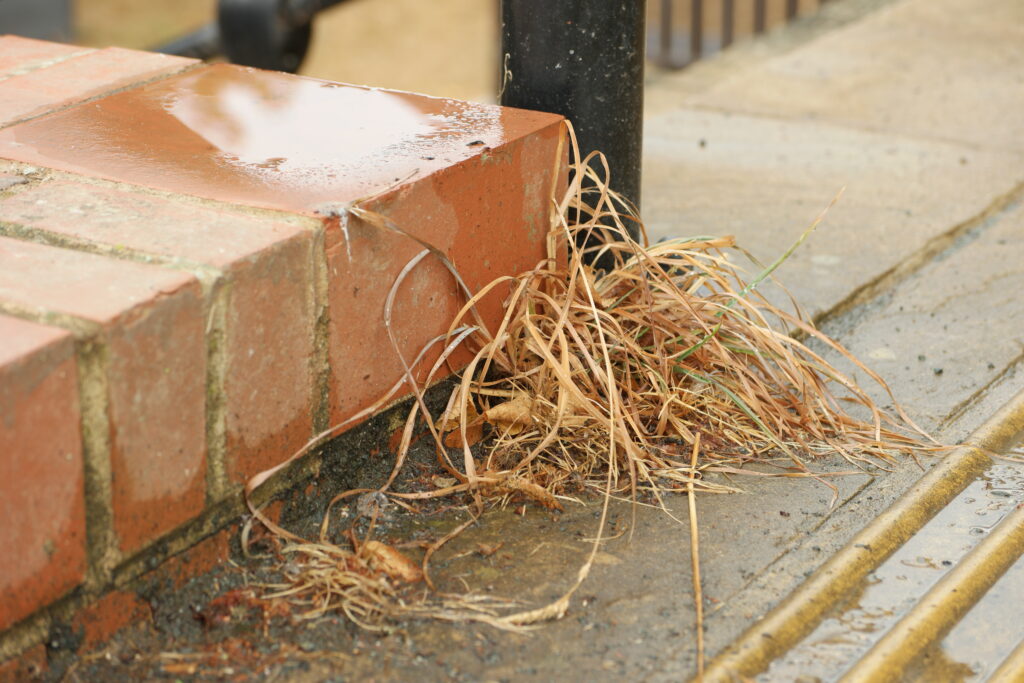 A photograph at the top of the steps above the flood wall showing dried grass.